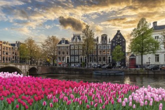 Amsterdam Netherlands, city skyline at canal waterfront with spring tulip flower