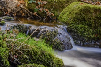 A small stream flows over moss-covered rocks in a forest, Höllbachtal, Upper Palatinate