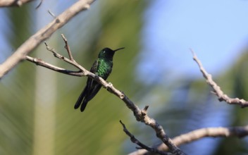 Cuban Emerald or Esmeralda Cubana - A Hummingbird in Cuba (Riccordia ricordii)
