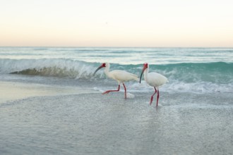 American White Ibis (Eudocims Albus) feed in the early morning surf along Lido Beach on the Gulf of
