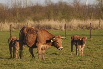 Mother cow with two calves on a rural pasture in the sunshine, ramsdorf, münsterland, germany