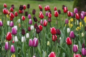 Variety of colourful tulips in different colours in a meadow in a spring-like flair, vreden,