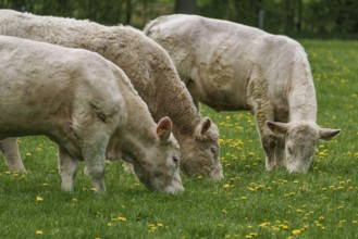 Three cows grazing close to each other in a meadow with yellow flowers, weseke, münsterland,