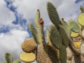 Cacti with spines under a cloudy sky in a desert-like landscape, cacti in a garden partly with