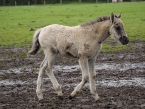 A foal runs over a muddy ground on a green pasture, merfeld, münsterland, germany