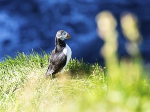 Puffin (Fratercula arctica) on a cliff on the Westman Islands, Iceland, Europe