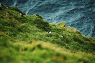 Puffins spread across a cliffside with waves in the background, bird, puffins, puffins, animal