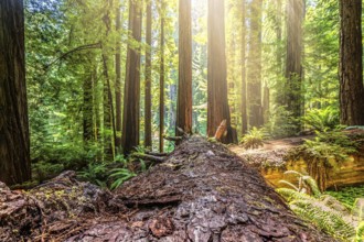 Fallen Redwood Tree in Northern California Forest, Color Image