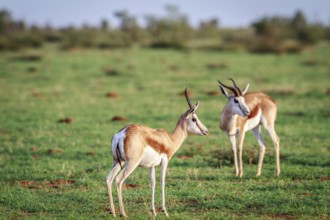 Two Springboks standing in the grass in the Etosha National Park, Namibia, Africa