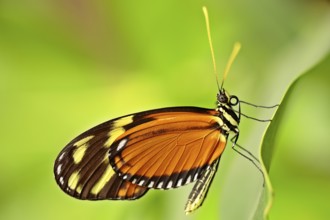 Quail Wheat Fritillary (Melitaea athalia)