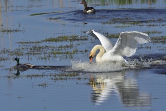 Mute swan (cygnos olor)