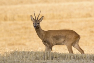 Roebuck (Capreolus capreolus)