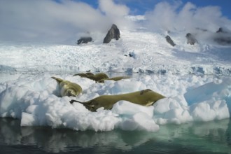 Sea leopard in Antarctica in its natural habitat Sea leopard in Antarctica in its natural habitat
