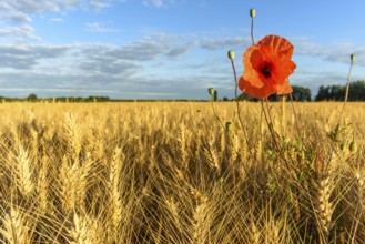 Cereal field with poppies in the French countryside. Alsace, Grand est, France, Europe