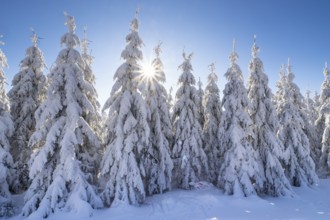 Winter spruce trees with sun rays. Trees covered in deep snow