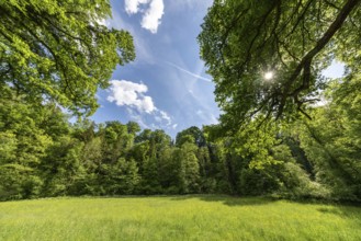 Sunny day in a green forest with blooming meadow and blue sky, Aachtobel, Hohenbodman, Owingen,