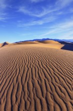 Mesquite Flat Sand Dunes. Bright solar morning in picturesque part of Death Valley. Thin waves on