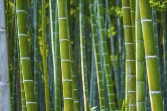 Kyoto Arashiyama bamboo forest. Shooting Location: Kyoto
