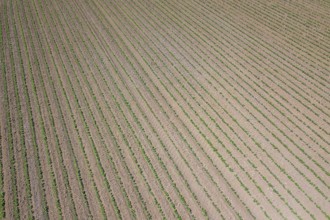 Soybean plantation. Aerial view of cultivated agricultural soybean field. Top view Spring time