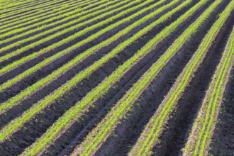 Carrot Field Green Rows, Carrots Growing on Field