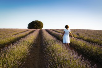 Woman wearing white dress at lavender fields, rear view. Summer sunset landscape in Brihuega,