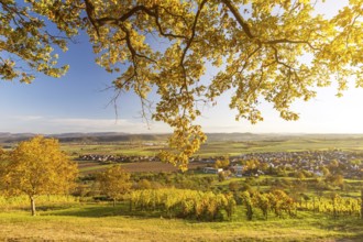 View through autumnal tree branches onto scenic vineyard and valley at sunset in Southern Germany