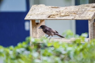 Purplish Jay sitting in a wooden bird house, Pantanal Wetlands, Mato Grosso, Brazil, South America