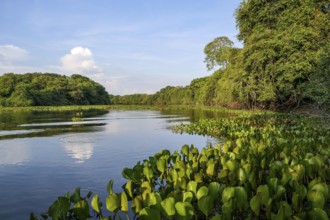 Typical Pantanal river scenery in afternoon light, sky reflected on water, Pantanal Wetlands, Mato