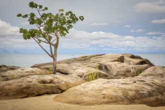 Lake Malawi beach view in Chinteche with trees and rock in foreground. Travel and tourism in Africa