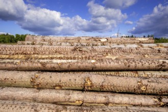 An image of a stack of wood in the forest