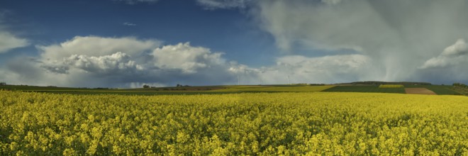 Thunderclouds over a rape field, Wetterau, Hesse, Germany, Europe