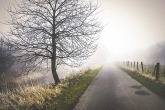 Fog at Marschbahndamm in Kirchwerder, Hamburg, Germany, Europe