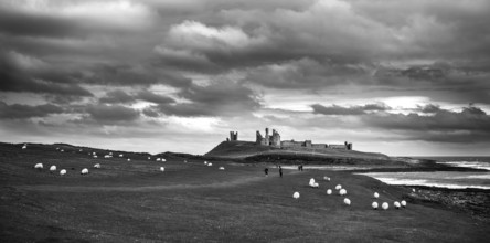 A black and white landscape image of Dunstanburgh Castle with sheep and tourists on the rolling