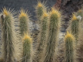 Prickly cacti with yellow tips in a dry desert landscape, cacti in a garden partly with flowers in