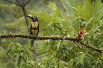 Fiery-billed aracari, costarica