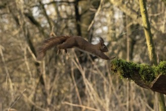 Sciurus vulgaris, italy