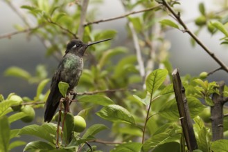 Hummingbird, costarica
