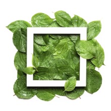 White frame on green leaf in raindrops. Sustainable flat lay, Plastic free concept