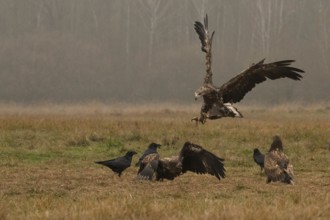 Haliaeetus albicilla, white taled eagle, Poland, Europe