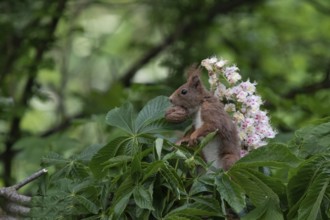 Sciurus vulgaris, red squirrel, italy