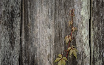 Vine Growing on Old Barn