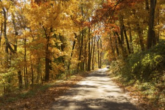 A rural country road travels between trees showing bright fall color as winter approaches