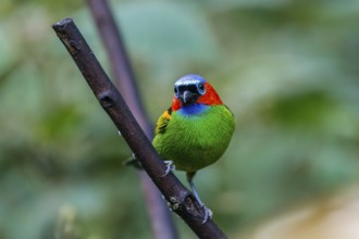 Close-up of a Red-necked tanager, side view, perched on a branch against bokeh background, Folha