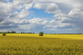 Rapeseed