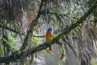 Colorful Grey-hooded Attila perched on a tree branch, Itatiaia, Brazil, South America