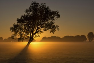 Moody sunrise above a misty meadow near Wijngaarden in the dutch region alblasserwaard