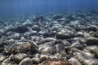 Sea Life Underwater rocks Sunlight, Underwater Life