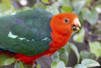 Australian King Parrot eating tree fruit in Melbourne, Victoria Australia