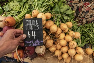 Hand written blackboard sign with the price of golden turnips at the local farmer's market. Real,