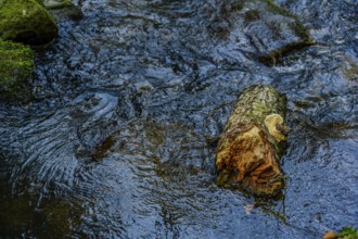 A tree trunk floats in a fast-flowing stream, surrounded by a clear water current, Höllbachtal,